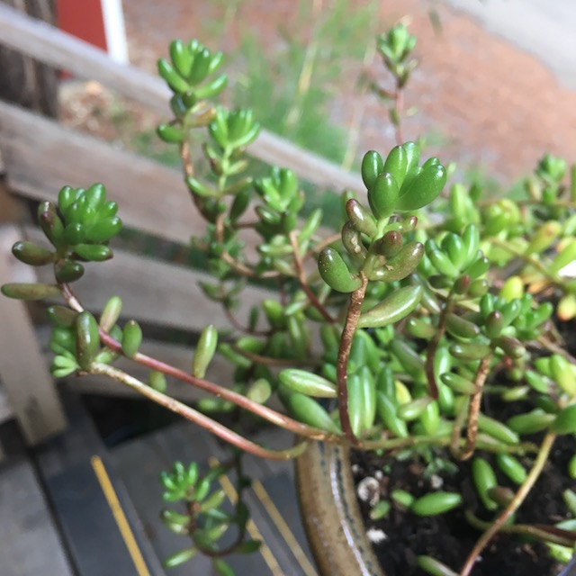 real succulents near me 15 Succulents Pack for Beginners.Plus you get 3 more for a total of 18  Hi  Succulents