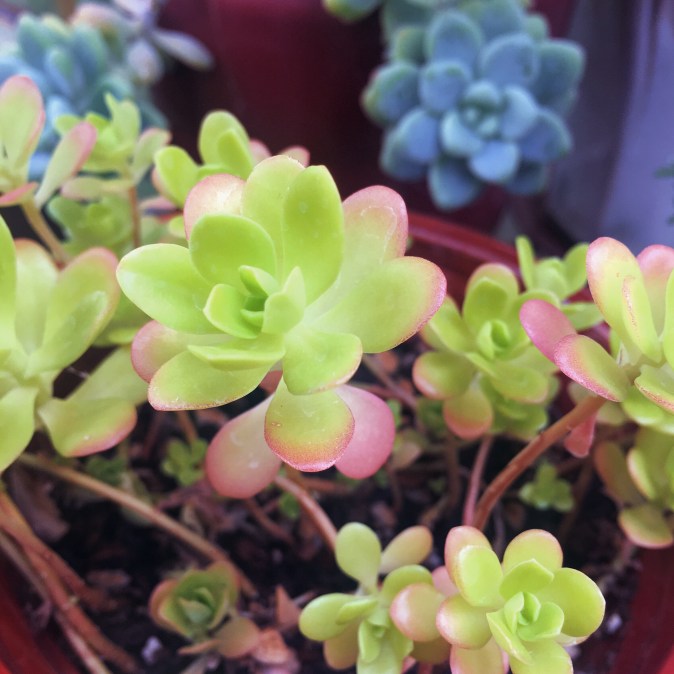 EAFE25EE-0642-4B88-9631-1548A28E806B