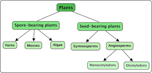Plant-Classification