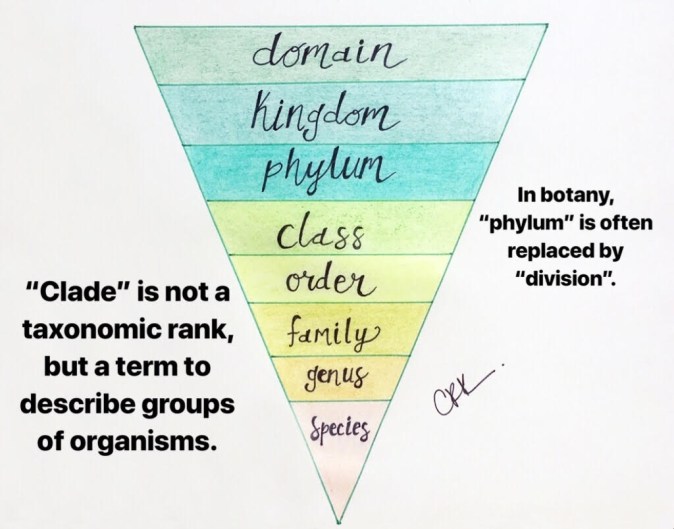 taxonomy chart