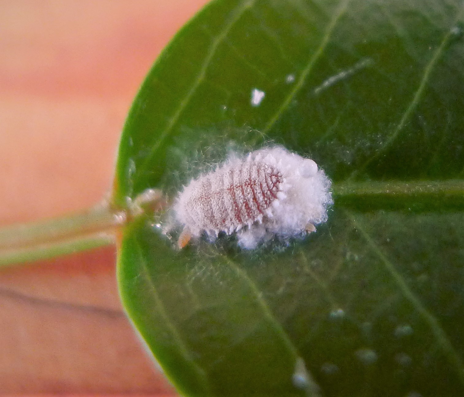 mealybug