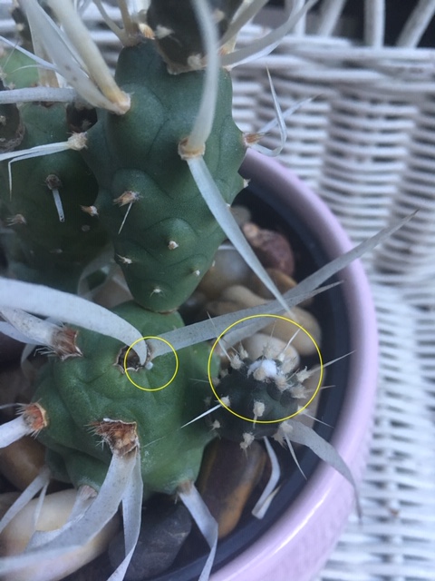 5165F52D-BE5A-4A08-9C02-DC18624C4834